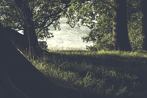 vert, des arbres, corps, eau, devant, champ d'herbe, forêt, ombre, herbe, arbre, ombres sur l'arbre, feuillage, tronc, tronc d'arbre, ciel, le coucher du soleil, coucher, plante, croissance, tranquillité, beauté dans la nature, terre, la nature, scène tranquille, personne, journée, champ, paysages - nature, couleur verte, paysage, lumière du soleil, en plein air, environnement, scène non urbaine, 5K, CC0, domaine public, libre de droits