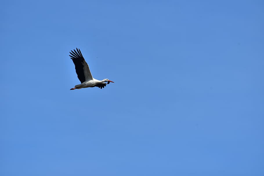barză, a zbura, alb negru, cer, factură, zăpadă zbuciumată, alb de barză, natură, mândrie, pană, ciocul mare, ADEBAR, elegant, zbor, un animal, albastru, pasăre, animale sălbatice, animale în sălbăticie, animal, animale vertebrate, animale tematice, cer senin, spațiu copie, vedere unghiulară joasă, aripi împrăștiate, partea corpului animalului, nici o persoana, libertate, zi, mişcare, în aer liber, animal aripă, de mai sus, 5K