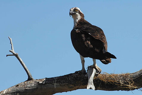 catch, its, limb, perches, an, osprey, birds, animals, fauna, bird, animal themes, animal, vertebrate, animal wildlife, animals in the wild, perching, one animal, sky, clear sky, low angle view, bird of prey, branch, no people, nature, tree, day, plant, outdoors, full length, beak, eagle, 1080P, CC0, public domain, royalty free