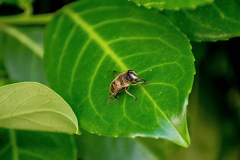 Pläne, unvollständig, Biene, Wespe, Stimmung, Sommer-, Natur, blühen, Garten, natürliche Pflanze, Insektenblüte, schließen, Pflanze, Insekt, Grün, Blatt, Blätter, Pflanzenteil, Tierthemen, Tier, wirbellos, ein Tier, grüne Farbe, Tierwelt, Tiere in freier Wildbahn, Nahansicht, keine Leute, Wachstum, fliegen, Tag, Tierflügel, draußen, Schönheit in der Natur, 5K, CC0, gemeinfrei, lizenzfrei