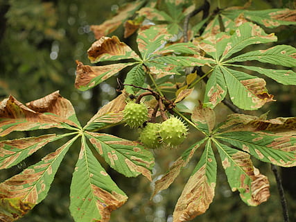 castagna selvatica, Castagna, albero, foglia, parte vegetale, pianta, crescita, colore verde, natura, avvicinamento, bellezza nella natura, giorno, concentrarsi sulle conoscenze acquisite, nessuno, all'aperto, botanica, messa a fuoco selettiva, le foglie, autunno, vulnerabilità, freschezza, cibo e bevande, 2K, CC0, dominio pubblico, privo di copyright