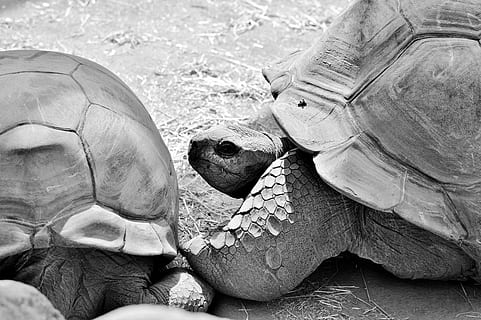 turtle, reptile, tortoise, tortoise shell, giant tortoise, zoo, panzer, armored, slowly, tierpark hellabrunn, creature, black white, vertebrate, one animal, animal wildlife, animals in the wild, animal shell, shell, people, human body part, nature, day, high angle view, close-up, outdoors, 5K, CC0, public domain, royalty free