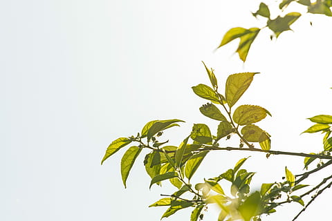 avvicinamento, foto, verde, leafed, albero, bianca, nuvole, le foglie, giorno, estate, primavera, sole, orizzontale, foglia, ramo, parte vegetale, pianta, natura, colore verde, copia spazio, nessuno, erba, all'aperto, cibo e bevande, cibo, sfondo bianco, medicina di erbe, freschezza, girato in studio, crescita, medicina, bellezza nella natura, medicina erboristica cinese, 5K, CC0, dominio pubblico, privo di copyright