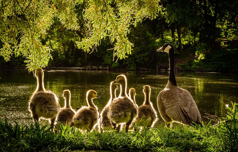 natura, acqua, giardino, alberi, animali, luce posteriore, becchi, avvicinamento, anatroccoli, anatre, famiglia, piume, oche, Oca, erba, mattina, all'aperto, parco, stagno, uccello acquatico, uccelli acquatici, selvaggio, pianta, animali allo stato selvatico, temi animali, animale, uccello, gruppo di animali, vertebrato, giovane animale, giovane uccello, fauna selvatica, albero, colore verde, nessuno, giorno, lago, terra, famiglia di animali, papera, giovane cigno, 4K