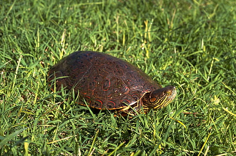tortuga, control lliscant, doblar, gran, tortugues, amfibis, rèptils, animals, fauna, herba, fauna animal, animal, planta, naturalesa, color verd, un animal, temes d'animals, animals a la natura, cap gent, dia, primer pla, terra, camp, creixement, rèptil, centrar-se en primer pla, a l'aire lliure, vertebrats, 1080P, CC0, domini públic, lliure de regalies