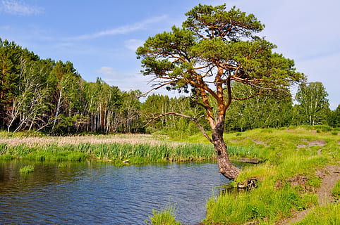 corpo, agua, ao lado, verde, árvore, pinho, lago, floresta, natureza, panorama, verão, canas, costa, ao ar livre, rio, plantar, beleza na natureza, cor verde, crescimento, tranquilidade, scenics - natureza, cena tranquila, grama, dia, céu, cena não urbana, terra, ninguém, tronco de árvore, nuvem - céu, 1080P, CC0, domínio público, royalty free