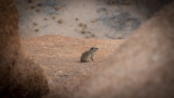 namibia, dyreliv, Afrika, landskab, safari, natur, vand, turisme, vild, parkere, rejse, sten, Spitzkoppe, hyrax, pattedyr, et dyr, dyr i naturen, gnaver, ingen mennesker, selektiv fokusering, hvirveldyr, jordegern, udendørs, dag, leder, hul, arkitektur, nuttet, tæt på, lille, 5K, CC0, offentligt domæne, royaltyfrie