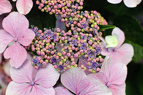hortensia, bloem, bloesem, bloeien, dichtbij, broeikas hydrangea, blauw, roze, tuin-, natuur, bloeiwijze, hortensiabloem, bloeiende plant, fabriek, schoonheid in de natuur, versheid, kwetsbaarheid, breekbaarheid, groei, detailopname, bloemblad, roze kleur, bloemhoofd, geen mensen, dag, buitenshuis, plantkunde, deel van de plant, focus op de voorgrond, Purper, lente, lila, stuifmeel, Bos bloemen, 4K, CC0, publiek domein, royaltyvrij