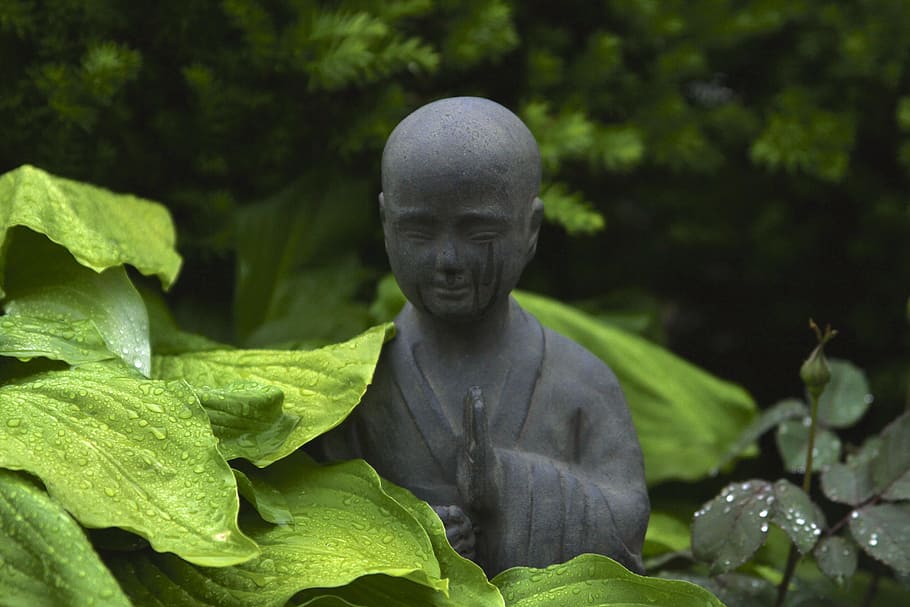 statua del monaco, circondato, piante, all'aperto, giorno, avvicinamento, fotografia, grigio, monaco nero, figura, arredamento, statua, foglia, pianta, Budda, buddismo, religione, spiritualità, natura, rappresentazione umana, scultura, nessuno, colore verde, parte vegetale, arte e artigianato, rappresentazione, somiglianza maschile, crescita, concentrarsi sulle conoscenze acquisite, creatività, 5K