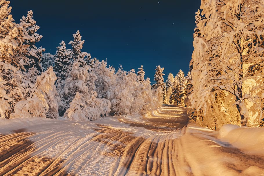 pine trees, covered, snow, pathway, coated, surrounded, trees, road, forest, night, tree, plant, nature, scenics - nature, no people, land, sky, environment, landscape, beauty in nature, tranquility, tranquil scene, non-urban scene, blue, outdoors, day, transportation, winter, 5K