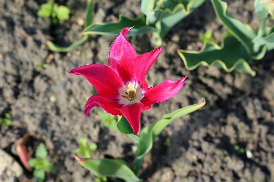 tulipano, Incremento, primavera, Piena fioritura, natura, pianta, fiore, pianta fiorita, petalo, freschezza, fragilità, bellezza nella natura, vulnerabilità, infiorescenza, testa di fiore, avvicinamento, crescita, concentrarsi sulle conoscenze acquisite, colore rosa, nessuno, parte vegetale, foglia, giorno, polline, all'aperto, 5K