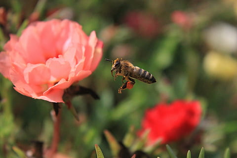 abella, bumble bee, de colors, vol, mel, pol·len, insectes, naturalesa, planta amb flors, flor, planta, fauna animal, insecte, bellesa a la natura, animal, pètal, temes d'animals, animals a la natura, invertebrat, un animal, frescor, primer pla, fragilitat, cap de flor, vulnerabilitat, polinització, creixement, cap gent, flotant, 4K, CC0, domini públic, lliure de regalies