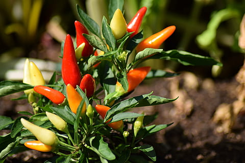 shallow, focus photography, red, jalapenos, vegetables, pepperoni, sharp, kitchen, orange color, green color, no people, outdoors, food, close-up, freshness, day, nature, flower, growth, plant, beauty in nature, food and drink, vegetable, plant part, leaf, spice, flowering plant, vulnerability, fragility, 5K, CC0, public domain, royalty free