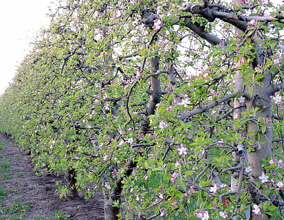 árvore, campo, girar, Primavera, plantar, crescimento, planta com flores, beleza na natureza, frescura, fragilidade, vulnerabilidade, Flor, natureza, dia, ramo, tranquilidade, ninguém, cor rosa, ao ar livre, parque, visão de baixo ângulo, Flor de cerejeira, Árvore de cereja, 4K, CC0, domínio público, royalty free