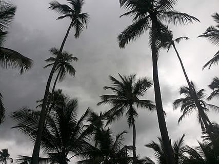strand, kókuszfa, recife, pálmafa, fa, trópusi éghajlat, fatörzs, sziluett, ég, növény, alacsony szög kilátás, növekedés, szépség a természetben, nyugalom, felhő - ég, törzs, természet, nem ember, kókusz pálmafa, festmények - természet, nyugodt jelenet, szabadban, trópusi fa, pálmafa levél, 2K, CC0, közkincs, jogdíjmentes