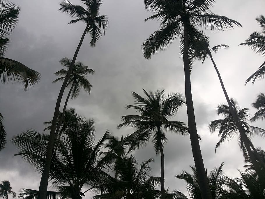pláž, kokosový strom, recife, palma, strom, tropické klima, kmen stromu, silueta, nebe, rostlina, nízký úhel pohledu, růst, krása v přírodě, klid, mrak - nebe, kufr, Příroda, nikdo, kokosová palma, scenics - příroda, klidné scény, venku, tropický strom, palmový list, 2K