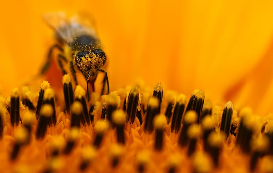 honning bi perching, gul, blomst, makrofotografering, bi, sol blomst, makro, pollen, orange, nektar, indsamle, insekt, tæt, et dyr, dyr i naturen, dyre temaer, dyreliv, selektiv fokusering, blomstrende plante, plante, dyr, tæt på, skønhed i naturen, skrøbelighed, friskhed, hvirvelløse, blomsterhoved, kronblad, sårbarhed, natur, vækst, ingen mennesker, bestøvning, 2K