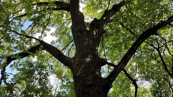 Baum, verdrehte Überdachung, Natur, Pflanze, Baumstamm, Kofferraum, Flachwinkelansicht, Ast, Wachstum, Tag, keine Leute, draußen, Ruhe, grüne Farbe, Schönheit in der Natur, Baumkrone, Himmel, Wald, Land, Vollbild, Umgebung, direkt darunter, 4K, CC0, gemeinfrei, lizenzfrei
