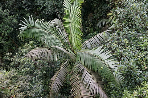 floresta tropical, árvore, longe, tropical, natureza, selva, floresta, América Central, Costa Rica, trópicos, plantar, Palmeira, crescimento, cor verde, beleza na natureza, ninguém, clima tropical, tranquilidade, terra, folha, dia, parte da planta, ao ar livre, folha de palmeira, folhagem exuberante, meio Ambiente, scenics - natureza, árvore tropical, palmeira de coco, 5K, CC0, domínio público, royalty free