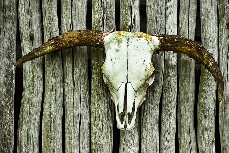 marró, blanc, decoració de cornamenta, crani, vedella, os, banyes, material de fusta, crani d’animals, cap gent, primer pla, a l'aire lliure, penjant, dia, temes d'animals, animal, part del cos dels animals, fauna animal, un animal, ossos d’animals, cornut, esquelet animal, fusta, muntat, cap d’animals, post de fusta, 4K