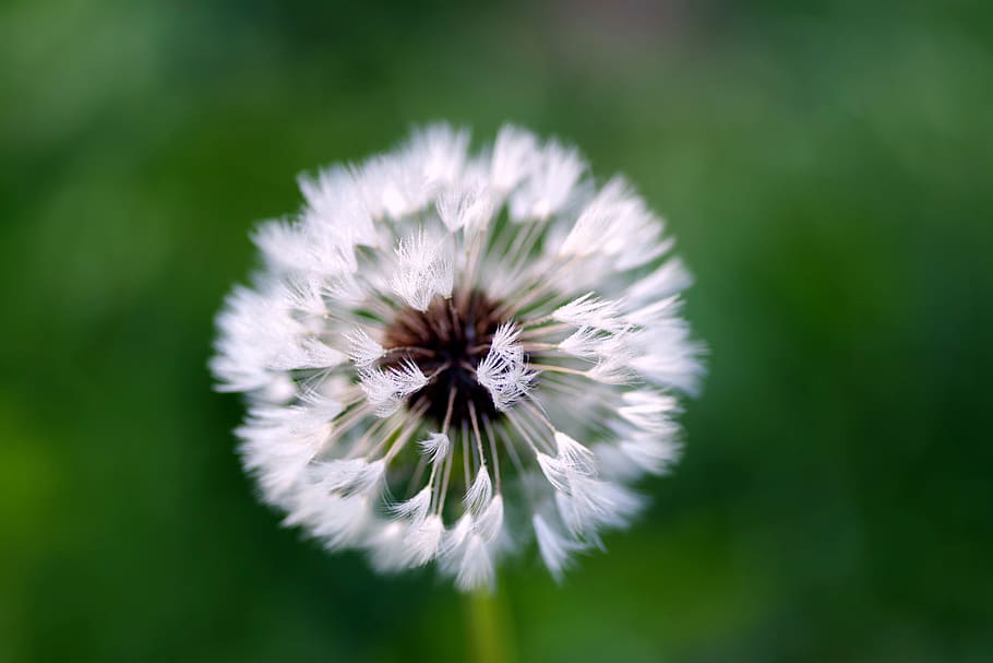 dent de lleó, Rosa, aigua, gotes, fluff, blanc, al matí, monges, sonchus oleraceus, taraxacum officinale, la delicadesa, flor, planta amb flors, vulnerabilitat, fragilitat, planta, creixement, naturalesa, bellesa a la natura, frescor, cap gent, primer pla, fotosíntesi, medi ambient, inflorescència, relaxació, tranquil·litat, fons verd, brillant, cap de flor, pètal, a l'aire lliure, suavitat, 5K