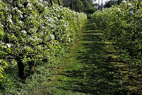triste, primavera, naturaleza, árbol, paisaje, hoja, planta, el escenario, jardín, el entorno, en la corte de, rama, temporada, el camino, romance, pabellón, ver, árboles frutales, floración, huerta, árboles en flor, vegetación, agricultura, verde, el cultivo de, puntilla, los cogollos, árbol floreciente, crecimiento, color verde, tranquilidad, belleza en la naturaleza, nadie, sendero, escena tranquila, tierra, dirección, el camino a seguir, día, paisajes - naturaleza, al aire libre, luz del sol, perspectiva decreciente, hierba, plantación, 5K, CC0, dominio público, libre de derechos