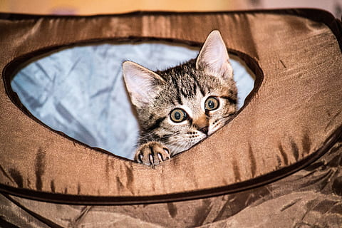gatito, dentro, marrón, bolso, gato, pequeña, linda, dulce, mascota, joven, gato pequeño, gato joven, Mieze, adidas, Cara de gato, gato bebé, Gato domestico, curioso, encantador, Ojos de gato, animal, gatitos, caballa, juguetón, mascotas, animales domesticos, felino, mirando a la cámara, retrato, nacional, mamífero, un animal, parte del cuerpo del animal, nadie, relajación, adentro, vertebrado, de cerca, bigotes, atigrado, ojo de animal, 4K, CC0, dominio público, libre de derechos