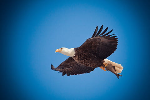 Weißkopfseeadler Fotografie, Weißkopfseeadler, Fotografie, Adler, Adler fliegen, steigen, Vogel, Natur, kahl, Flug, Tierwelt, dom, Symbol, Amerika, Feder, fliegend, ein Tier, Blau, Tiere in freier Wildbahn, Tierthemen, Tier, Raubvogel, Wirbeltier, Flachwinkelansicht, Himmel, klarer Himmel, Adler - Vogel, kopieren sie platz, die Flügel ausbreiten, in der Luft, keine Leute, Freiheit, draußen, Unabhängigkeit, 2K, CC0, gemeinfrei, lizenzfrei