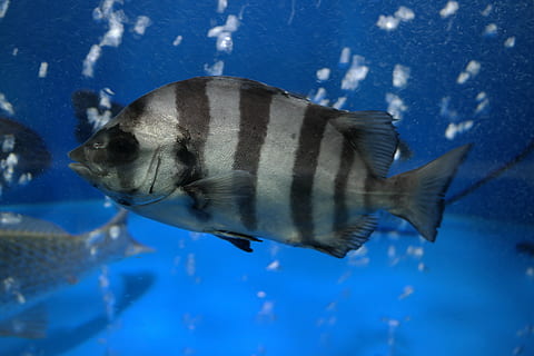 pesce, line dome, temi animali, animale, animali allo stato selvatico, fauna selvatica, mare, vertebrato, nuoto, un animale, subacqueo, blu, acqua, vita marina, marino, animali in cattività, natura, nessuno, acquario, carro armato, sottomarino, pesce d'acqua salata, 5K, CC0, dominio pubblico, privo di copyright