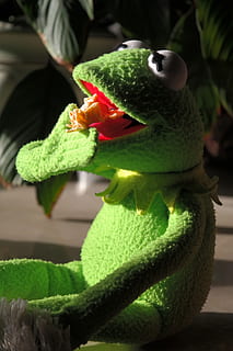Frog, Kermit, Cookie, Nibble, Hunger, eat, small cakes, chocolate crisp happen, chocolate cornflakes cakes, chocolate cornflakes, cornflakes, cornflake cookies, chocolate cornflakes pile, bunch of cornflakes, chocolate crossies, chocolate, analyse, christmas, green Color, toy, food and drink, vegetable, close-up, no people, indoors, focus on foreground, animal themes, animal, representation, one animal, animal representation, nature, food, plant part, leaf, day, vertebrate, animals in the wild, animal wildlife, art and craft, 5K, CC0, public domain, royalty free