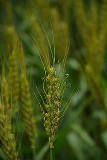 blé, vert, statique, croissance, plante, couleur verte, fermer, se concentrer sur le premier plan, journée, la nature, beauté dans la nature, personne, surgir, plante céréalière, en plein air, champ, terre, agriculture, tranquillité, paysage, mise au point sélective, fraîcheur, 4K, CC0, domaine public, libre de droits