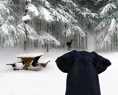 neve, inverno, frio, árvore, veados, cão, esquema, veado jovem, temperatura fria, um animal, natureza, plantar, beleza na natureza, animal, mamífero, montanha, temas animais, ninguém, congeladas, terra, dia, scenics - natureza, cena não urbana, vertebrado, ao ar livre, montanha coberta de neve, nevando, Clima extremo, herbívoro, 5K, CC0, domínio público, royalty free