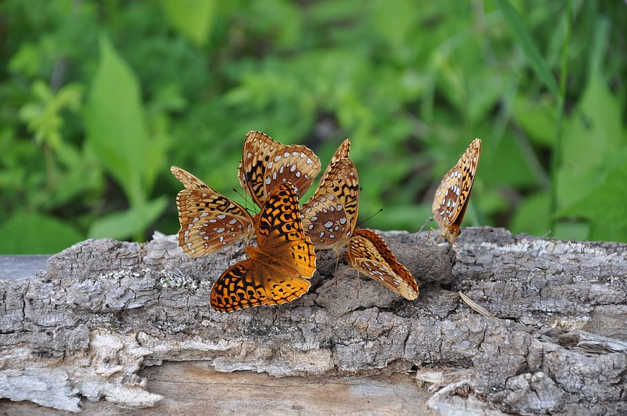 butterflys, ceppo, erba, fauna selvatica, animali allo stato selvatico, temi animali, animale, concentrarsi sulle conoscenze acquisite, natura, bellezza nella natura, avvicinamento, giorno, pianta, farfalla - insetto, invertebrato, nessuno, albero, insetto, un animale, all'aperto, parte vegetale, foglia, segni di animali, ala animale, farfalla, 4K
