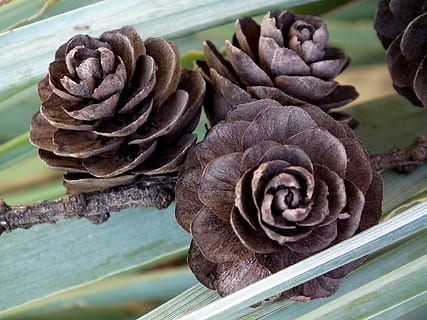 Zapfen, braun, Wald, Gras, Pflanze, Makro, Natur, Fokus auf den Vordergrund, Nahansicht, Frische, Schönheit in der Natur, Blume, keine Leute, Blütenstand, blühende Pflanze, Blütenkopf, Tag, Wachstum, Verletzlichkeit, Zerbrechlichkeit, Blütenblatt, natürliches Muster, Rose, Blatt, High Angle View, verwelkte Pflanze, 1080P, CC0, gemeinfrei, lizenzfrei