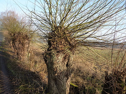 graze, pasture, tree, braid, branches, salix, plant, tranquility, no people, nature, sky, growth, land, day, bare tree, beauty in nature, tree trunk, trunk, scenics - nature, tranquil scene, field, outdoors, environment, landscape, dry, dead plant, arid climate, 2K, CC0, public domain, royalty free
