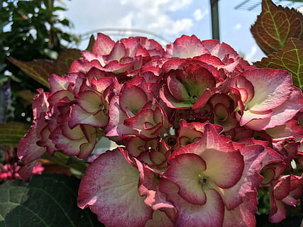 hydrangea, merah, putih, hydrangea macrophylla, mekar, berkembang, bunga, tanaman kebun, semak hias, dekat, alam, daun, menanam, tanaman berbunga, kerentanan, kerapuhan, pertumbuhan, daun bunga, merapatkan, keindahan di alam, kesegaran, hal berkembang, kepala bunga, warna merah jambu, hari, fokus pada latar depan, tidak ada orang, bagian tanaman, di luar rumah, musim semi, kelembutan, seikat bunga, 4K, CC0, domain publik, bebas royalti