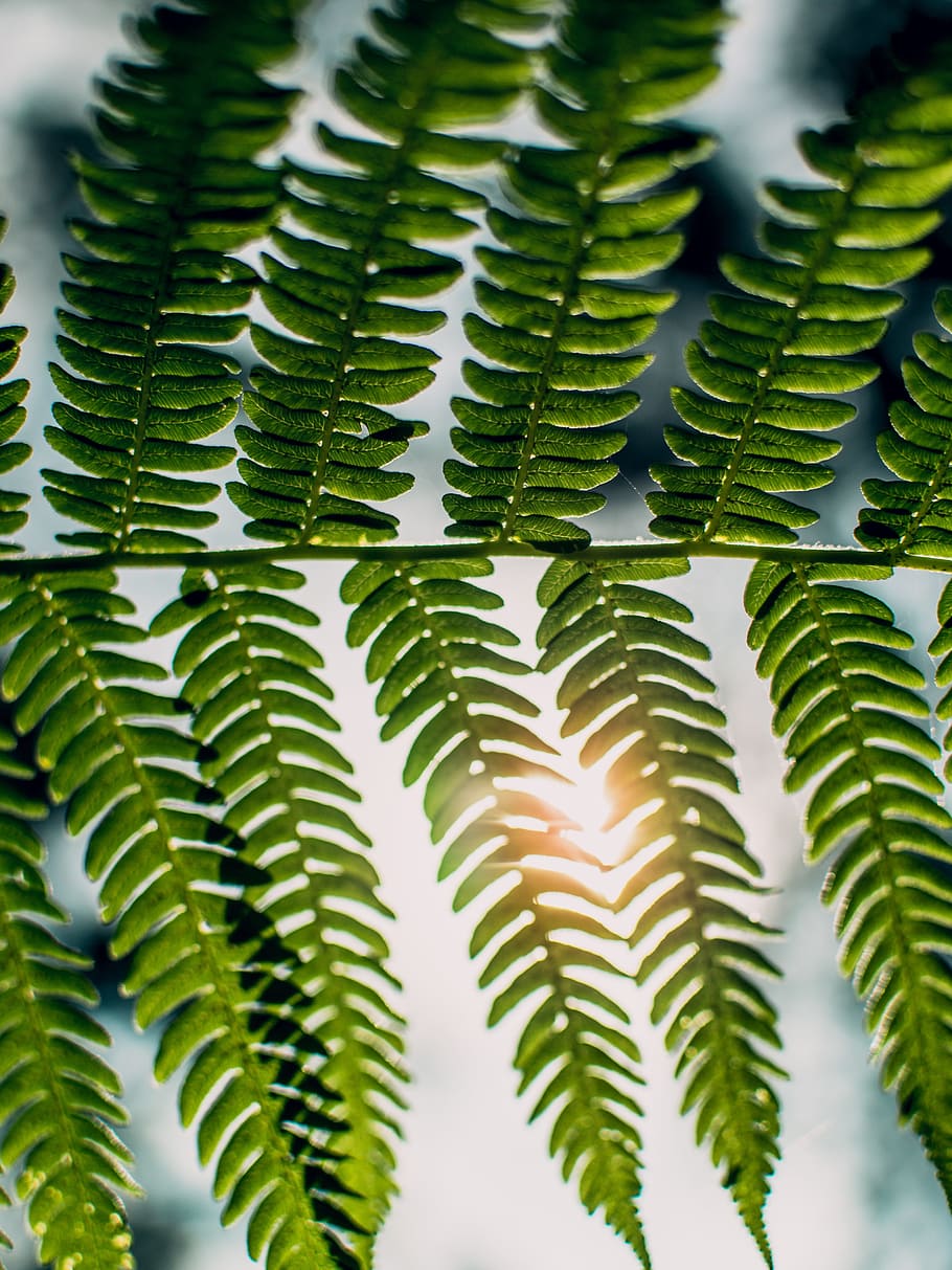 groen, blad, gloed, licht, zonlicht, zonnig, vers, helder, natuur, zomer, boom, zon, hemel, fabriek, tuin-, buitenshuis, vervagen, zacht, bokeh, glimmend, trillend, Bos, tak, seizoen, ecologie, kom tot rust, park, schijnen, groei, groene kleur, deel van de plant, schoonheid in de natuur, geen mensen, detailopname, dag, varen, volledig kader, focus op de voorgrond, patroon, selectieve aandacht, achtergronden, natuurlijk patroon, kalmte, naaldboom, bladeren, 5K