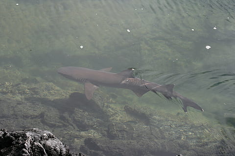 hiu, kecil, galapagos, hewan, alam, laut, margasatwa, air, satwa liar hewan, tema binatang, binatang di alam liar, di bawah air, bertulang belakang, renang, satu binatang, ikan, kehidupan laut, di bawah laut, batu, batu - benda, padat, 4K, CC0, domain publik, bebas royalti