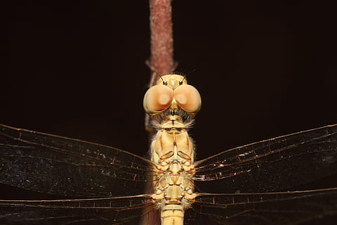 insetto, libellula, aderire, un animale, sfondo nero, girato in studio, nessuno, in casa, invertebrato, avvicinamento, fauna selvatica, ala animale, color oro, antico, rappresentazione umana, legno - materiale, arte e artigianato, parte del corpo animale, rappresentazione, occhio animale, 4K, CC0, dominio pubblico, privo di copyright