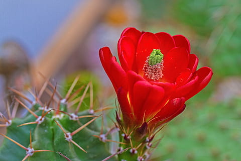 kwitnąć, kwiat, kaktus, zimować, echinocereus-triglochidiatus, roślina, kwiaty kaktusa, jasny, makro, czerwony, blisko, roślina kwitnąca, piękno natury, Natura, świeżość, zbliżenie, wzrost, skupić się na pierwszym planie, płatek, nieuprawny, kruchość, soczysta roślina, żadnych ludzi, wrażliwość, wylądować, kwiatostan, głowa kwiatu, wiosna, na dworze, 4K, CC0, domena publiczna, darmowe zdjęcia