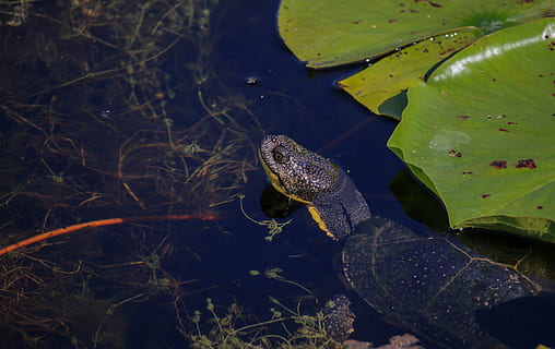farvande, natur, pyt, flod, dyr, skildpadde, gul, bug, sjældent, truet, beskyttet, vand, afspejling, våd, Canada, wye marsh, midland malet skildpadde, dyre temaer, dyreliv, sø, dyr i naturen, hvirveldyr, krybdyr, et dyr, svømning, flydende, dag, ingen mennesker, plante, blad, plante del, flyder på vandet, padde, udendørs, marine, sump, 2K, CC0, offentligt domæne, royaltyfrie