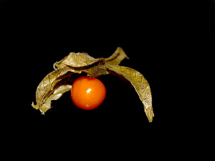 physalis, vitamines, taronja, fruita, taronja, fruita, exòtic, saludable, menjar, fons negre, cap gent, menjar i beguda, alimentació saludable, tir de l'estudi, full, part de la planta, còpia espai, primer pla, frescor, benestar, a l'interior, naturalesa, nit, tomàquet, vegetals, planta, tallar, madur, 4K, CC0, domini públic, lliure de regalies