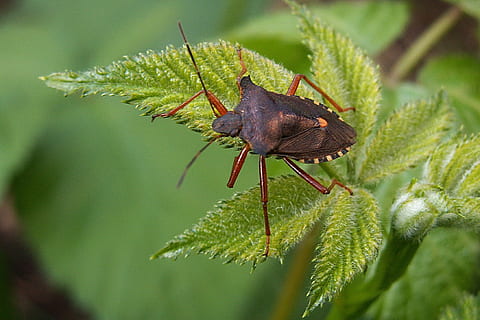 punaise, insecte, macro, feuillage, aigremoine, couleur verte, un animal, plante, la faune des animaux, feuille, thèmes animaux, animal, animaux à l'état sauvage, fermer, se concentrer sur le premier plan, invertébré, la nature, journée, croissance, partie de la plante, personne, beauté dans la nature, en plein air, fleur, 1080P, CC0, domaine public, libre de droits