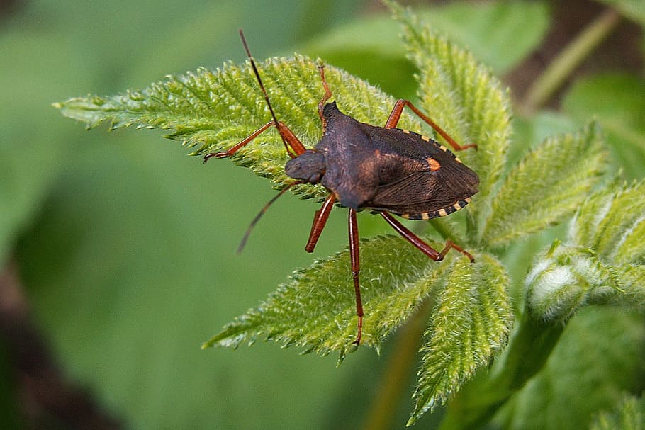 Chyba, hmyz, makro, listy, agrimony, zelená barva, jednoho zvířete, rostlina, zvířat, list, zvíře, zvířata ve volné přírodě, detail, zaměřit se na popředí, bezobratlý, Příroda, den, růst, rostlinné části, nikdo, krása v přírodě, venku, květ, 1080P