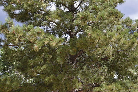 furu, eviggrønne treet, miljø, natur, skogen, tre, anlegg, vekst, skjønnhet i naturen, lav vinkel visning, dag, grønn farge, ingen folk, ro, gren, himmel, bakgrunn, utendørs, furutre, skog, naturskjønnhet - natur, full ramme, land, ikke-urbane scene, nåletre, trebaldakin, furuskog, rett under, 5K, CC0, offentlig domene, opphavsrett gratis
