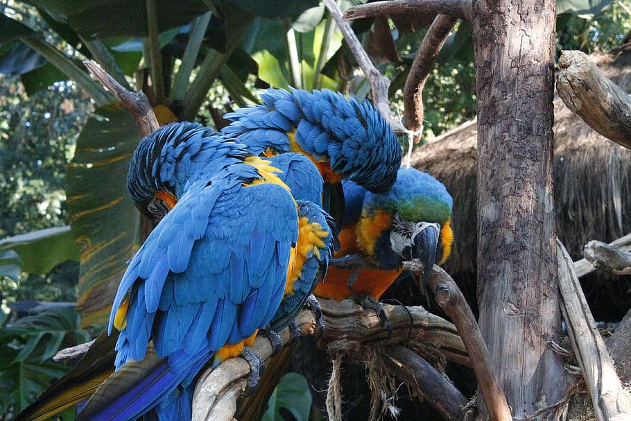 guacamayos, blau, triangle, amorós, lloro, guacamai, ocell, vertebrats, temes d'animals, arbre, animal, fauna animal, animals a la natura, posat, guacamai d'or i blau, planta, branca, cap gent, dia, un animal, naturalesa, centrar-se en primer pla, 4K