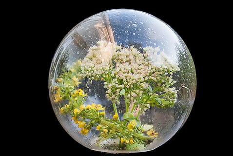 kreativ, Glas, bol, Blumen, Fantasie, Dekoration, Pflanze, keine Leute, Planet Erde, drinnen, schwarzer Hintergrund, Baum, Natur, Studioaufnahme, Kreis, gestalten, transparent, Geometrische Figur, Glas - Material, Wasser, Schönheit in der Natur, Kugel, kopieren sie platz, Nahansicht, Wachstum, 4K, CC0, gemeinfrei, lizenzfrei