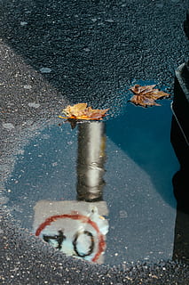 refleksionsfotografering, gadeskiltning, Brun, blad, faldende, vej, pyt, afspejling, vand, etage, efterår, blade, våd, jord, skilt, 40, hastighed, gade, regn, abstrakt, farve, melbourne, blå, minimal, Fujifilm, by, en person, transportmidler, dag, rigtige mennesker, kropsdel, lavt afsnit, høj vinkel visning, menneskelige ben, livsstil, natur, udendørs, asfalt, menneskelig kropsdel, stående, fritidsaktivitet, menneskelig lem, 5K, CC0, offentligt domæne, royaltyfrie
