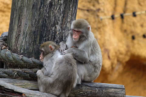 Affe, Primat, Toque, Holz, Baum, süß, Pelz, Tiere, Familie, sitzen, behaart, Menagerie, Moskauer Zoo, Tiere in freier Wildbahn, Tierwelt, Säugetier, Primas, Sitzung, Gruppe von Tieren, Wirbeltier, Zusammengehörigkeit, Holz - Material, Fokus auf den Vordergrund, Tag, Jungtier, zwei tiere, keine Leute, Natur, Tierfamilie, draußen, 1080P, CC0, gemeinfrei, lizenzfrei