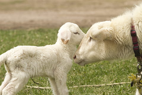 blanc, cabra, kidd de cabra, ovelles, xai, granja, agricultura, animal, escena rural, herba, naturalesa, llana, bestiar, prat, mamífer, a l'aire lliure, animals domèstics, nacional, temes d'animals, mascotes, grup d’animals, animal jove, dos animals, Color blanc, camp, terra, cap gent, herbívors, família d’animals, cap d’animals, 4K, CC0, domini públic, lliure de regalies